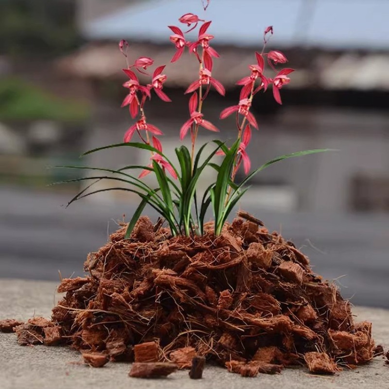 طوب ألياف جوز الهند مع سماد عض - مراجعة Sphagnum Moss Dry وسعره